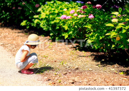 hydrangea hydrangea 41397372