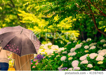 hydrangea hydrangea 41397405