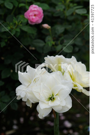 Spring flower Spring flower 41397725