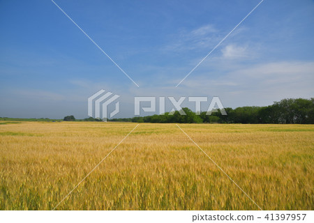 Extensive wheat field Watarase basin Extensive wheat field Watarase basin 41397957
