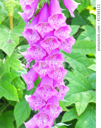 Digitalis 41398111