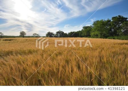 Extensive wheat field Watarase basin Extensive wheat field Watarase basin 41398121
