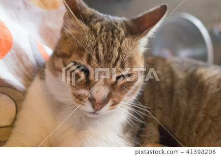 tabby fat cat tabby fat cat 41398208