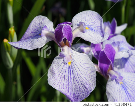 虹膜虹膜(Tsumugi女孩) 虹膜虹膜(Tsumugi女孩) 41398471