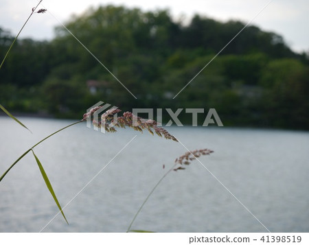 Grass that extends in the pond Grass that extends in the pond 41398519