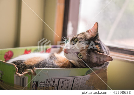 The cats in the box are looking very cute. The cats in the box are looking very cute. 41398628