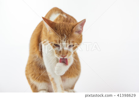 Cats are cleaning the body every day. Cats are cleaning the body every day. 41398629