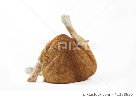 Cats are cleaning the body every day. Cats are cleaning the body every day. 41398630