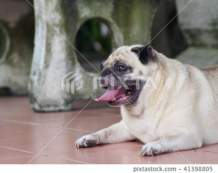 lovely cute white fat pug dog resting outdoor lovely cute white fat pug dog resting outdoor 41398805