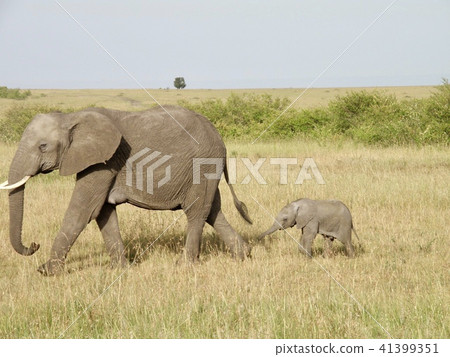 elephant elephant 41399351