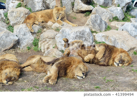 野生動物園 41399494