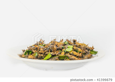Mole cricket, Gryllotalpa africana Beauvois, Ortho Mole cricket, Gryllotalpa africana Beauvois, Ortho 41399879