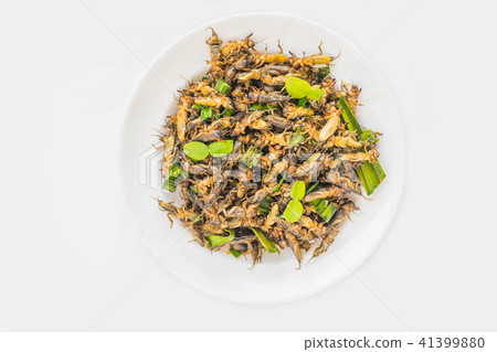 Mole cricket, Gryllotalpa africana Beauvois, Ortho 41399880