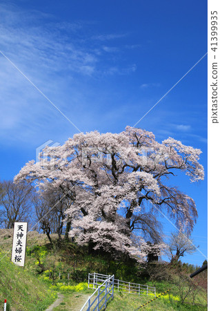 Tenjin married cherry tree (Fukushima prefecture · Koriyama city) Tenjin married cherry tree (Fukushima prefecture · Koriyama city) 41399935