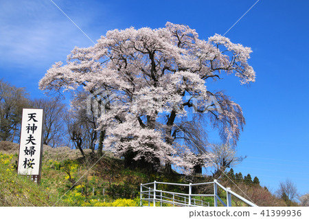Tenjin married cherry tree (Fukushima prefecture · Koriyama city) 41399936