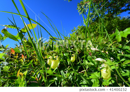 Affiliation 41400232