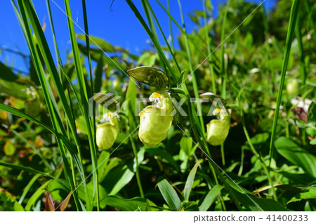 Affiliation Affiliation 41400233