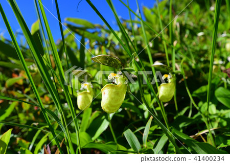 Affiliation 41400234