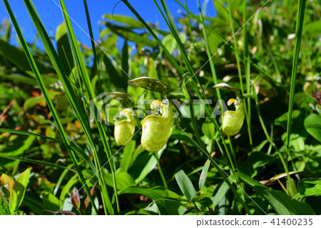 Affiliation 41400235