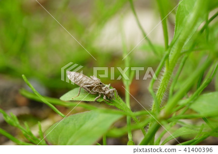 公主Jackoff外殼 41400396