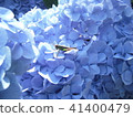Hydrangea and grasshopper 41400479