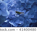 Hydrangea and grasshopper 41400480
