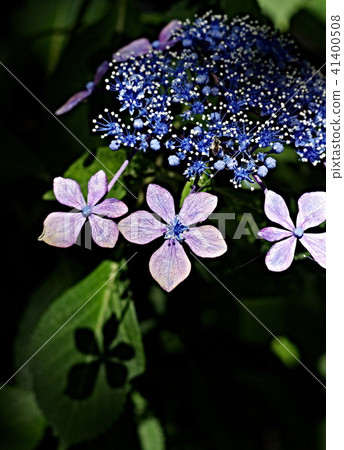 Hydrangea of Shrine Shrine Hydrangea of Shrine Shrine 41400508