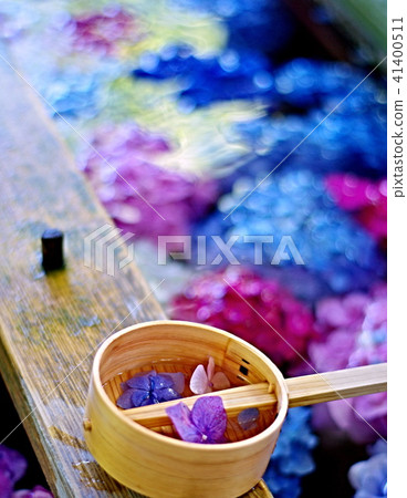 Hydrangea of Shrine Shrine 41400511