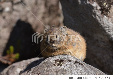 在Shibetsu湖上的“皮卡丘兔” 41400564