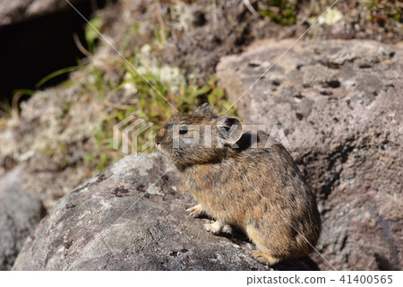 在Shibetsu湖上的“皮卡丘兔” 在Shibetsu湖上的“皮卡丘兔” 41400565