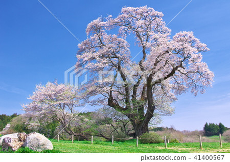 One cherry tree - the cherry blossom in Shinosaki 41400567