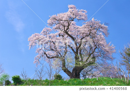 One cherry tree - the cherry blossom in Shinosaki 41400568