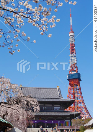 [Sakura Famous Place] Sakura view from Zojoji Temple (Tokyo Tower) Copy space 41400584