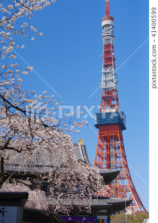 [Sakura sightseeing] Cherry blossom view seen from Zojoji (Tokyo Tower) 41400599