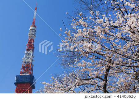 [Sakura sightseeing] Cherry blossom view seen from Zojoji (Tokyo Tower) 41400620