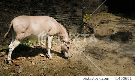 非洲野驢 41400691