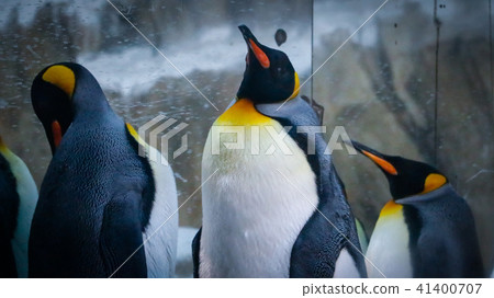 King penguin 41400707