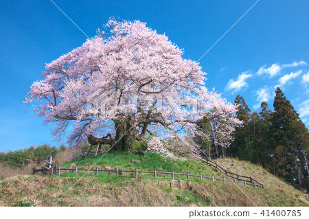 一棵櫻花樹 - 意識的Hikanzakura 一棵櫻花樹 - 意識的Hikanzakura 41400785