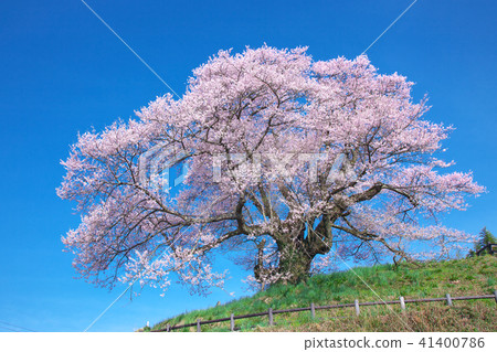 一棵櫻花樹 - 意識的Hikanzakura 一棵櫻花樹 - 意識的Hikanzakura 41400786