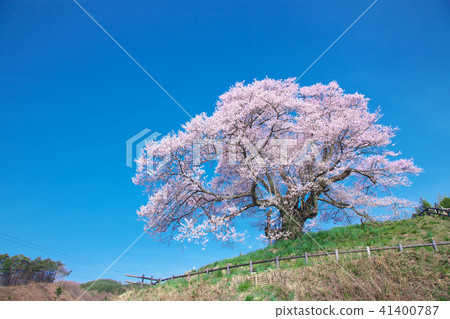 一棵櫻花樹 - 意識的Hikanzakura 一棵櫻花樹 - 意識的Hikanzakura 41400787
