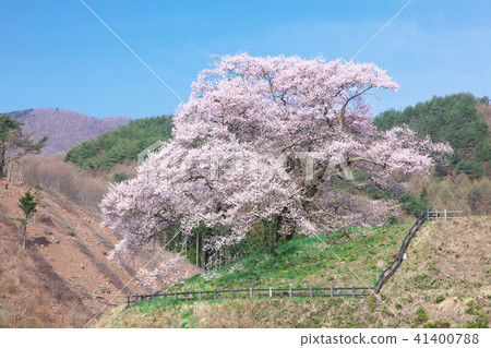一棵櫻花樹 - 意識的Hikanzakura 一棵櫻花樹 - 意識的Hikanzakura 41400788