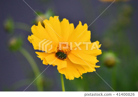 Photographs of the yellow flowers of plants and insects, which is a kind of Hanamuguri, which is a kind of "Coleopsis" with blurred background Photographs of the yellow flowers of plants and insects, which is a kind of Hanamuguri, which is a kind of "Coleopsis" with blurred background 41400826