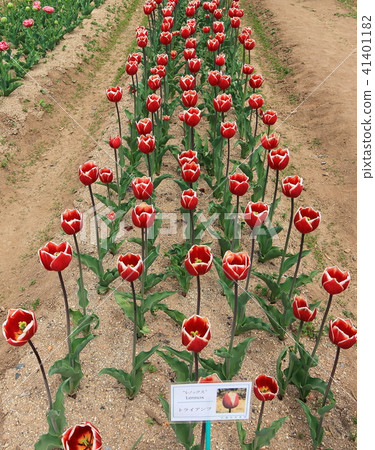 萊諾克斯 41401182