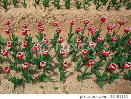 萊諾克斯 41401183