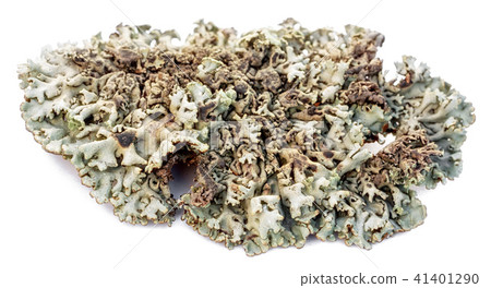 Tree moss blue branched lichen isolated on white 41401290