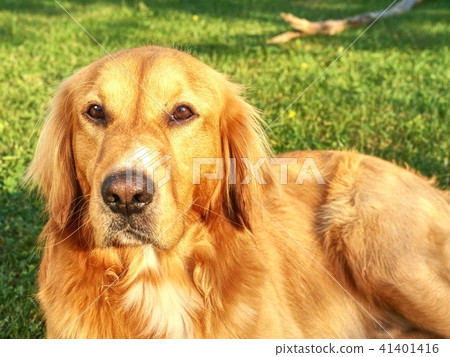 Portrait of dog on grass. Healthy athletic body 41401416