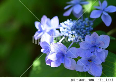 繡球花繡球藍紫色 繡球花繡球藍紫色 41401551