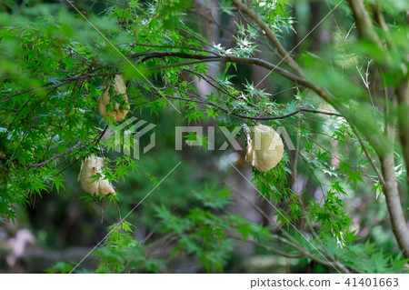 Forest tree frog eggs 41401663