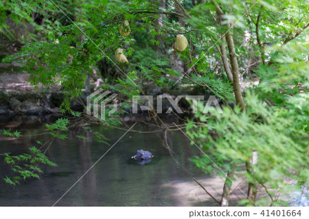 Forest tree frog eggs 41401664