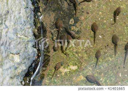 Tadpole of Moria rag 41401665